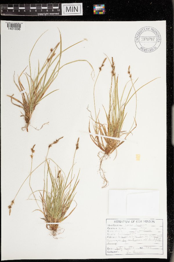 Carex lucorum image