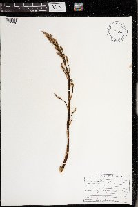 Asparagus officinalis image