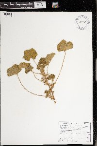 Malva neglecta image