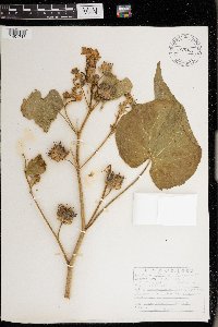 Abutilon theophrasti image