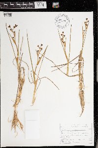 Scheuchzeria palustris image