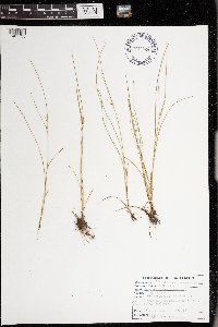 Juncus tenuis image