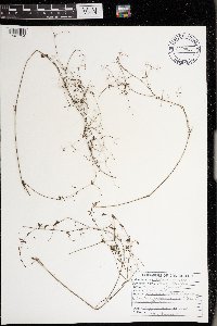 Galium palustre image