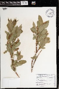 Salix lucida image