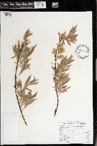 Salix petiolaris image