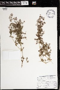 Galium asprellum image