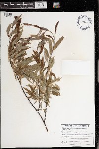 Salix petiolaris image