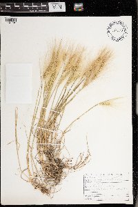 Hordeum jubatum image