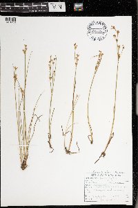 Juncus alpinoarticulatus image