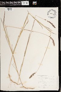 Muhlenbergia glomerata image