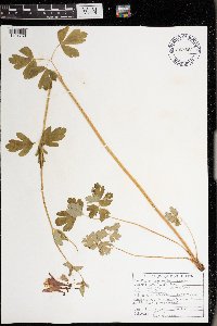 Aquilegia canadensis image