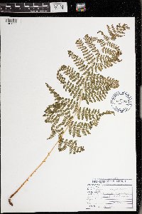 Dryopteris intermedia image