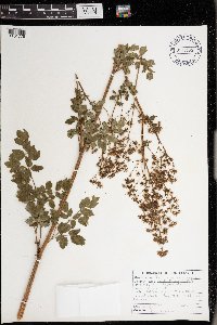 Thalictrum dasycarpum image