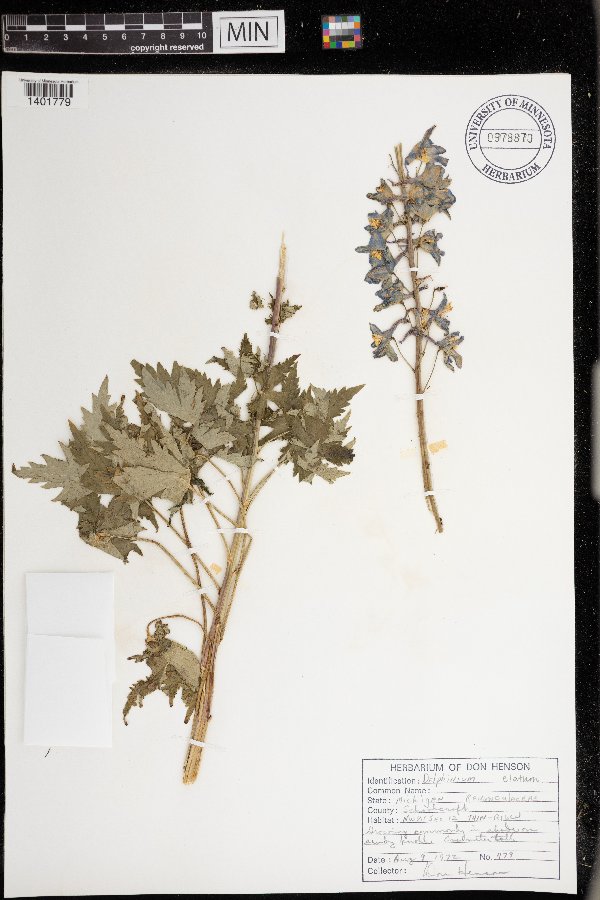 Delphinium elatum image