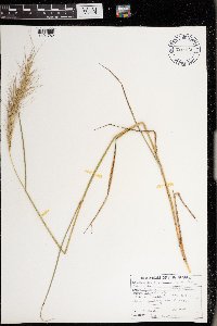 Elymus canadensis image