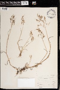 Bromus tectorum image