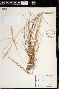 Elymus lanceolatus image