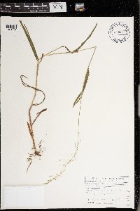 Cinna latifolia image