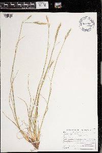 Danthonia spicata image