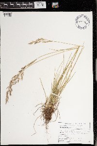 Festuca rubra image