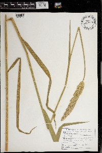 Phalaris arundinacea image