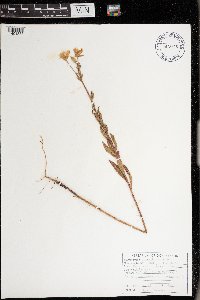 Oenothera biennis image