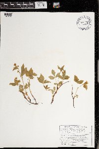 Rubus pubescens image