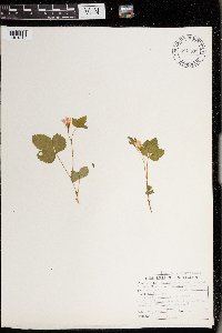 Rubus x paracaulis image