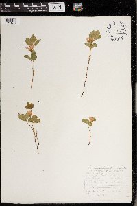 Rubus arcticus image