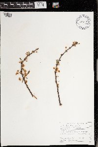 Prunus pumila image