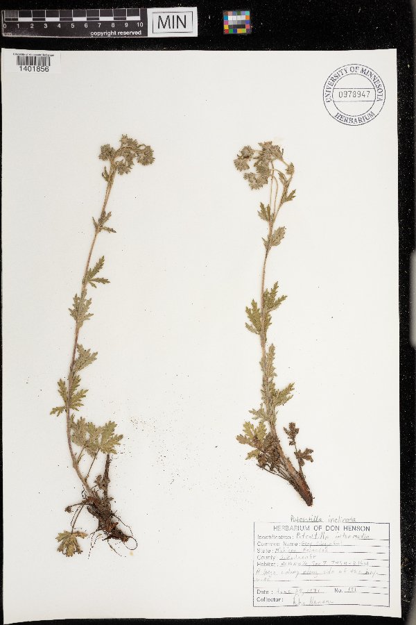 Potentilla inclinata image