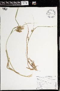 Carex pseudocyperus image