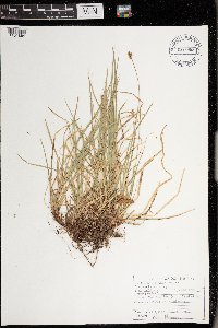 Carex peckii image