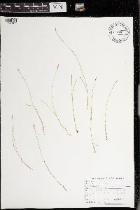 Carex leptalea image