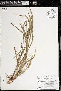 Carex intumescens image