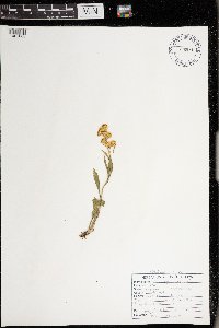 Solidago simplex image