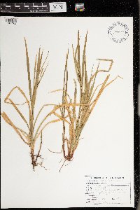 Carex intumescens image