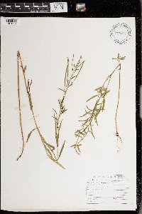 Epilobium palustre image