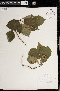 Cornus alternifolia image