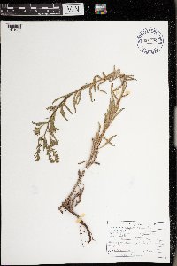 Lappula occidentalis var. occidentalis image
