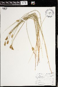 Carex crawfordii image