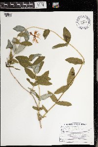 Lonicera dioica image