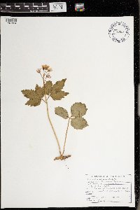 Cardamine diphylla image