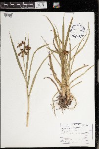 Scirpus atrovirens image