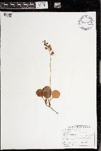 Pyrola elliptica image