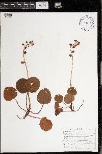 Pyrola asarifolia image