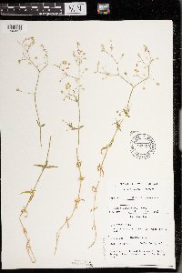 Stellaria graminea image