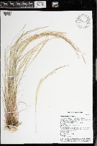 Agrostis scabra image