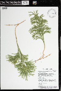 Dendrolycopodium hickeyi image