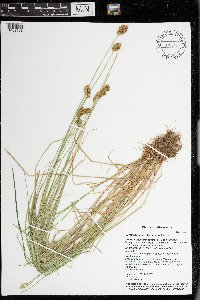 Carex scoparia image